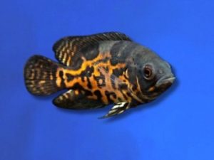 Cichlid oscar tiger 5-7 cm