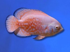 Cichlid oscar tiger albino 5-7 cm