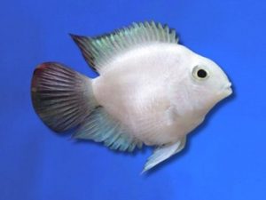 Cichlid parrot platinum 3-5 cm