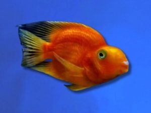 Cichlid parrot red 6-8 cm