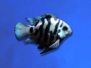 Cichlid parrot tiger / polar 3-5 cm