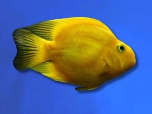 Cichlid parrot yellow 6-8 cm