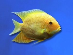 Cichlid severum golden 6-8 cm
