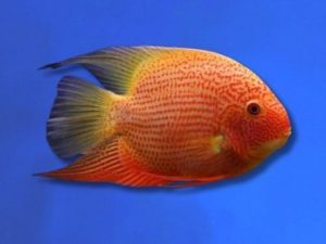 Cichlid severum red spotted 6-8 cm