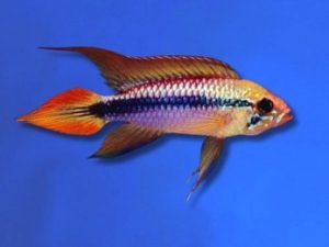 Cichlid agazzi double red 4-5 cm