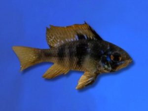 Cichlid ram black 3-4 cm