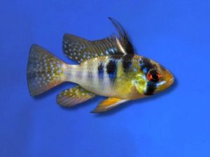Cichlid ram blue german 3-4 cm