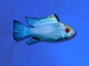 Cichlid ram blue electric 3-4 cm