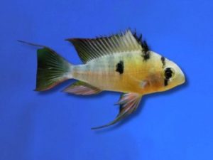 Cichlid ram bolivian 3-4 cm