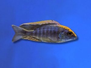 Cichlid peacock sulfurhead 4-6 cm