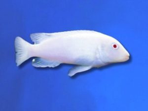 Cichlid snow white 2-3 cm