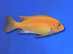 Cichlid zebra red 2-3 cm