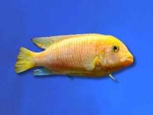Cichlid zebra yellow 2-3 cm