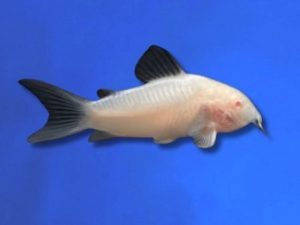Corydoras albino 3-4 cm
