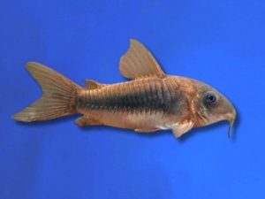 Corydoras bronze 3-4 cm