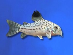 Corydoras julii 3-4 cm