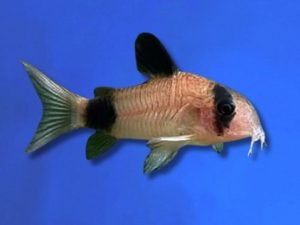 Corydoras panda 3-4 cm