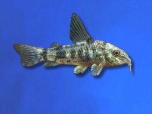 Corydoras pepper 3-4 cm