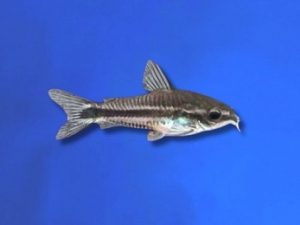 Corydoras pygmy 3-4 cm