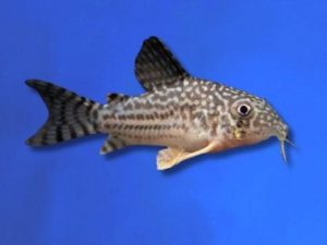 Corydoras sterbai 3-4 cm