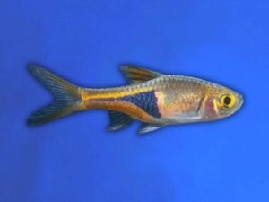 Rasbora harlequin 2-3 cm