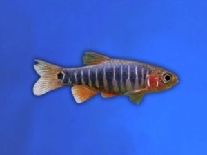 Rasbora micro emerald 2-3 cm
