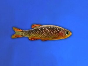 Rasbora micro galaxy 2-3 cm
