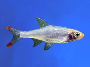 Rasbora sawbwa 2-3 cm